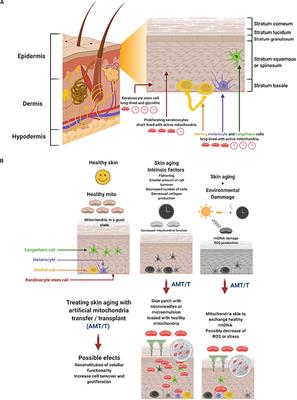 Bases for Treating Skin Aging With Artificial Mitochondrial Transfer/Transplant (AMT/T)